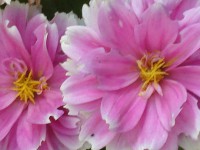 /album/bloemen/afbeelding-026-jpg/